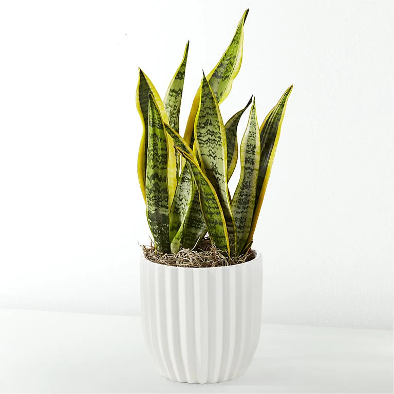 Snake Plant