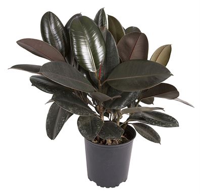 Rubber Plant