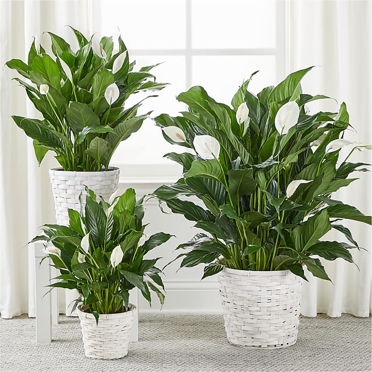 Peace Lily Plant