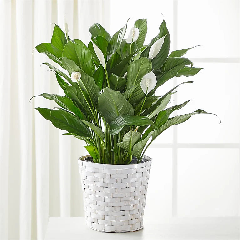 Peace Lily Plant