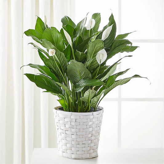 Peace Lily Plant