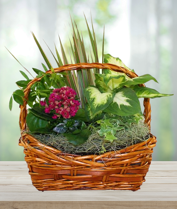 Dish Garden