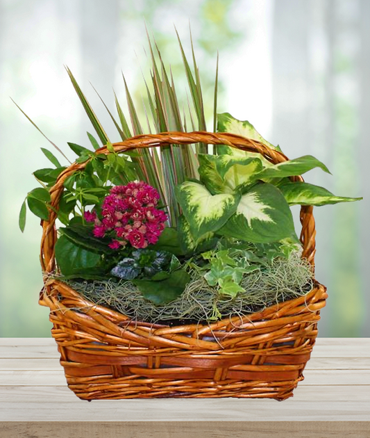 Dish Garden